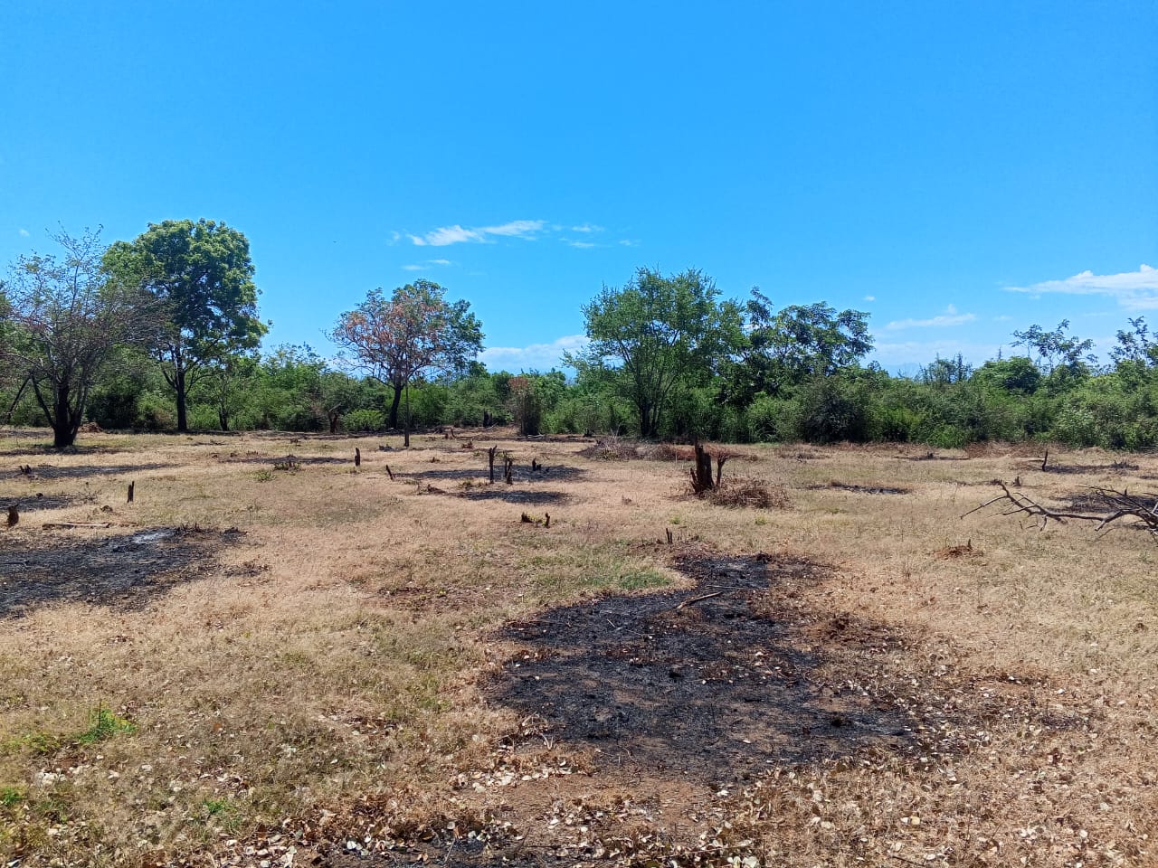 Agro Business at Sooriyawewa, Hambantota