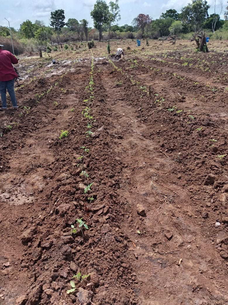 Agro Business at Sooriyawewa, Hambantota