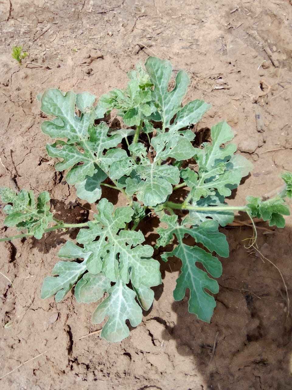 Agro Business at Sooriyawewa, Hambantota