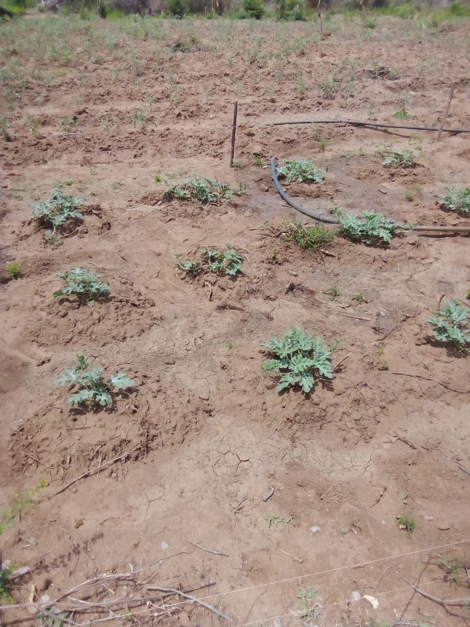 Agro Business at Sooriyawewa, Hambantota