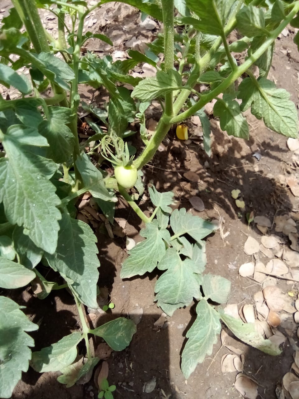 Agro Business at Sooriyawewa, Hambantota